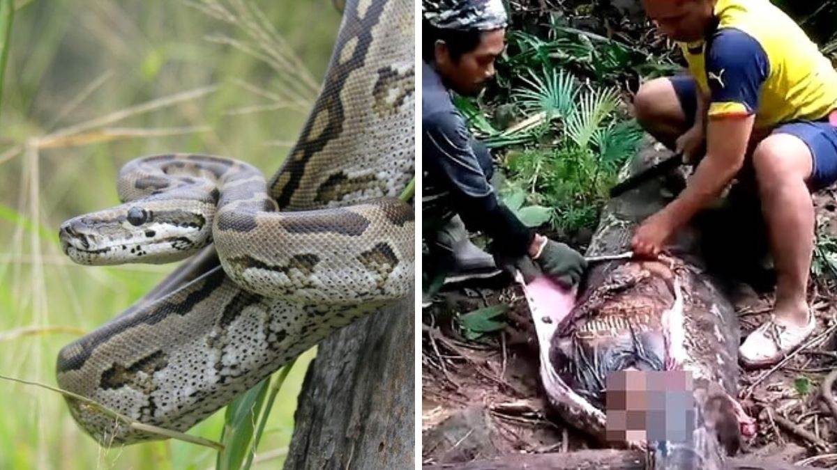 VIDEO: महिला को जिंदा निगल गया 16 फुट का अजगर, तीन दिनों के बाद सांप का ...