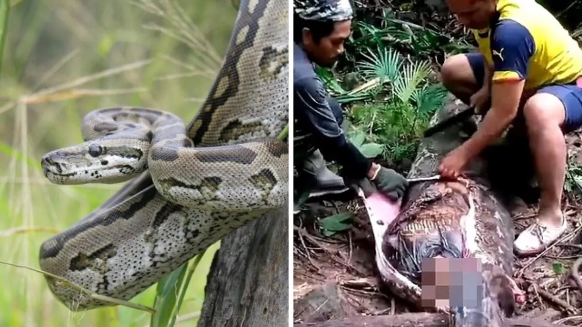 VIDEO: महिला को जिंदा निगल गया 16 फुट का अजगर, तीन दिनों के बाद सांप का पेट काटा गया तो अंदर मिली पूरी बॉडी
