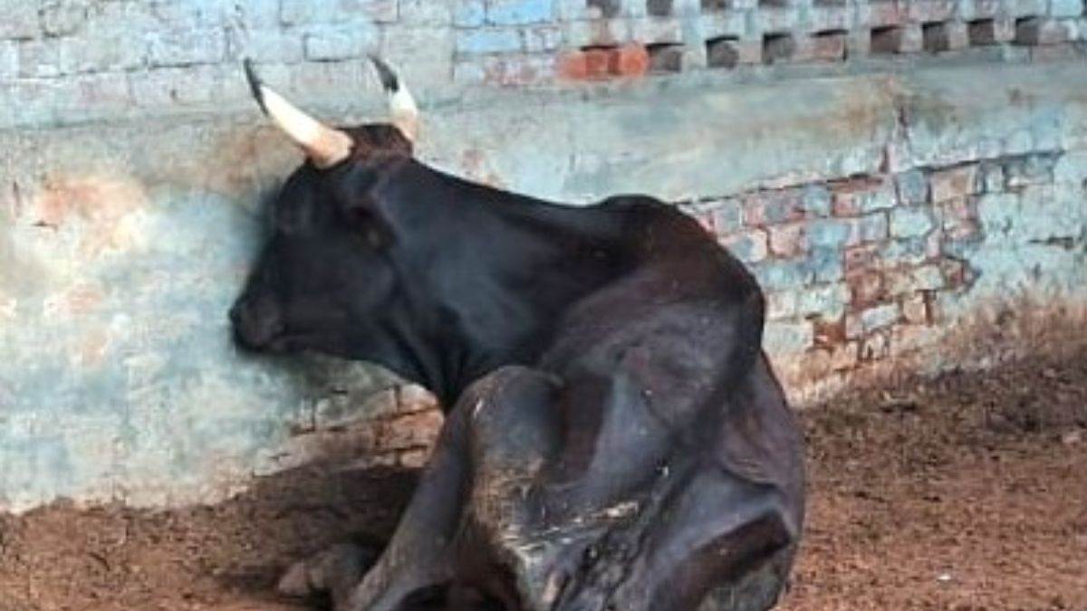 dead cattle stench unattended cows in mohammadpur rustampur cowshed