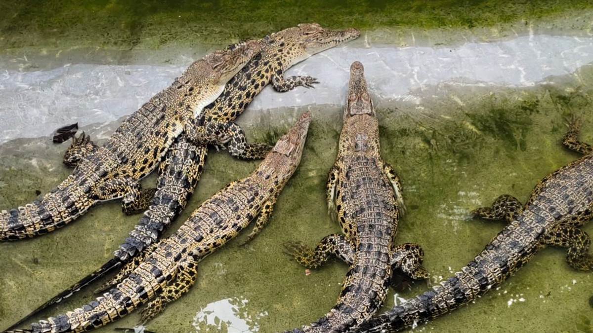 report says odisha successful saltwater crocodile conservation program faces challenges