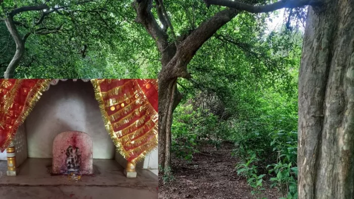 यहां चलता है जंगल का कानून, पेड़ काटना तो दूर टहनी भी नहीं तोड़ी जाती