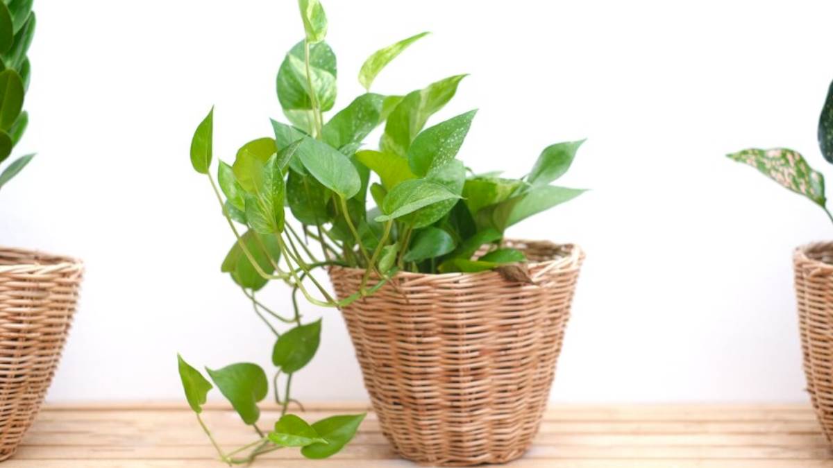 https://www.jagranimages.com/images/newimg/09072023/09_07_2023-money_plant_care_tips_f_23465827.jpg