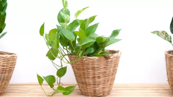 Money Plant Caring Tips: मनी प्लांट की ऐसे करें केयर