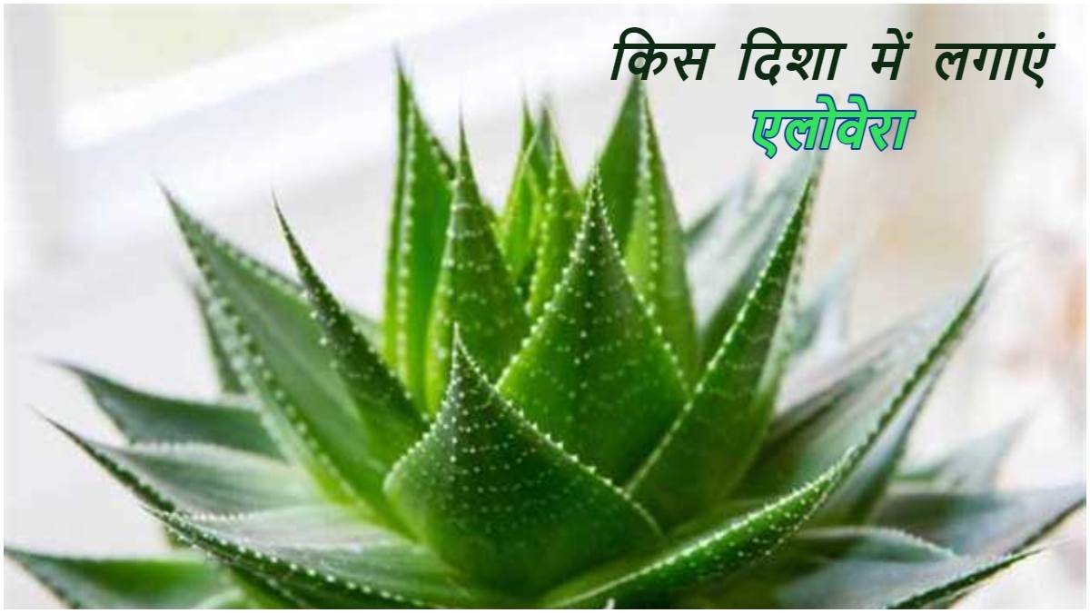 Vastu Rules घर की इस दिशा में लगाएं एलोवेरा, चेहरे के साथसाथ चमक सकती