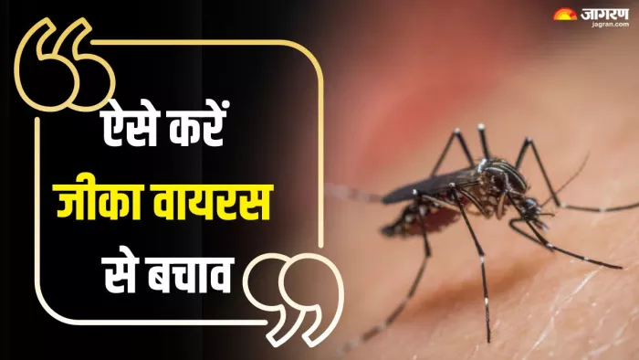 इन तरीकों से करें जीका वायरस से बचाव (Picture Credit- Freepik)