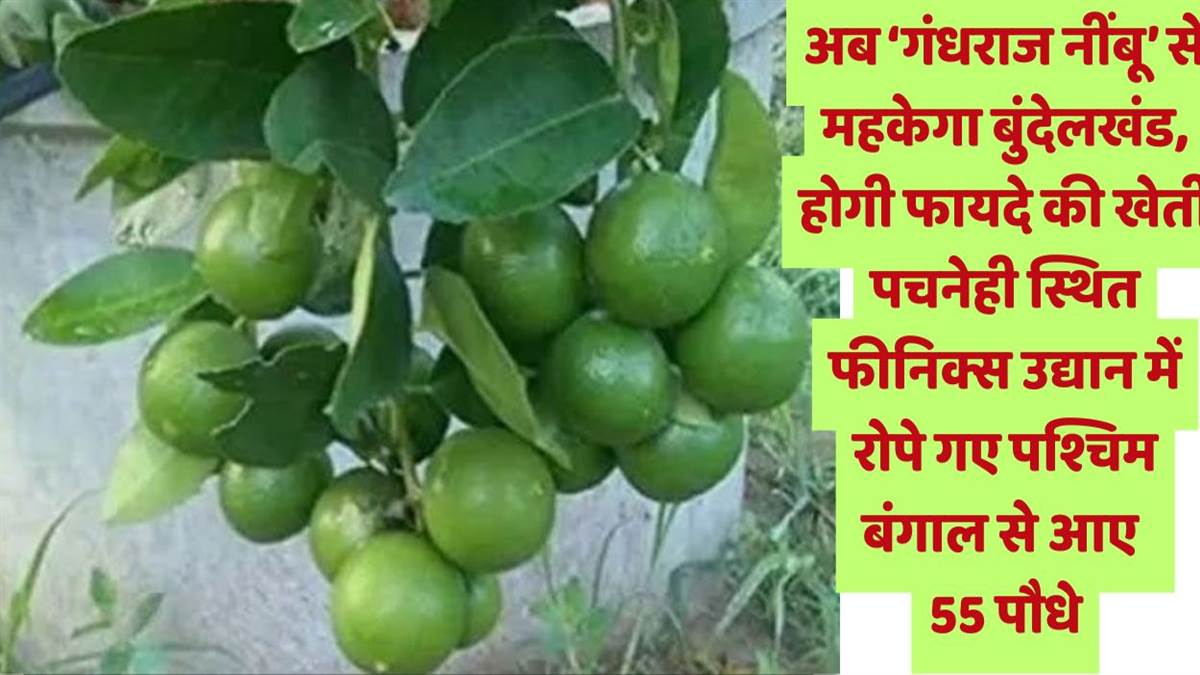 https://www.jagranimages.com/images/newimg/09072025/09_07_2025-agriculture_23979949.jpg