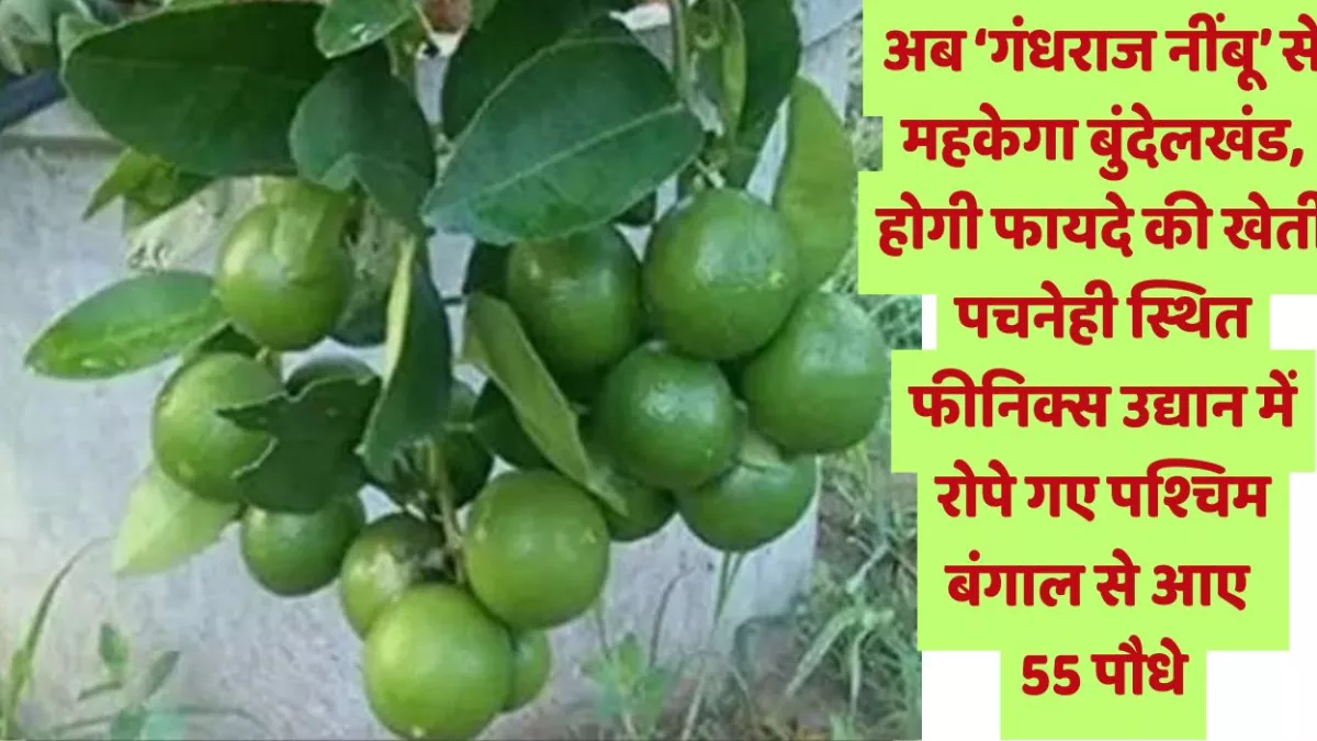 Banda News: नींबू की ऐसी किस्म जो किसानों को कर देगी मालामाल, बुंदेलखंड की जलवायु भी इसके अनुकूल