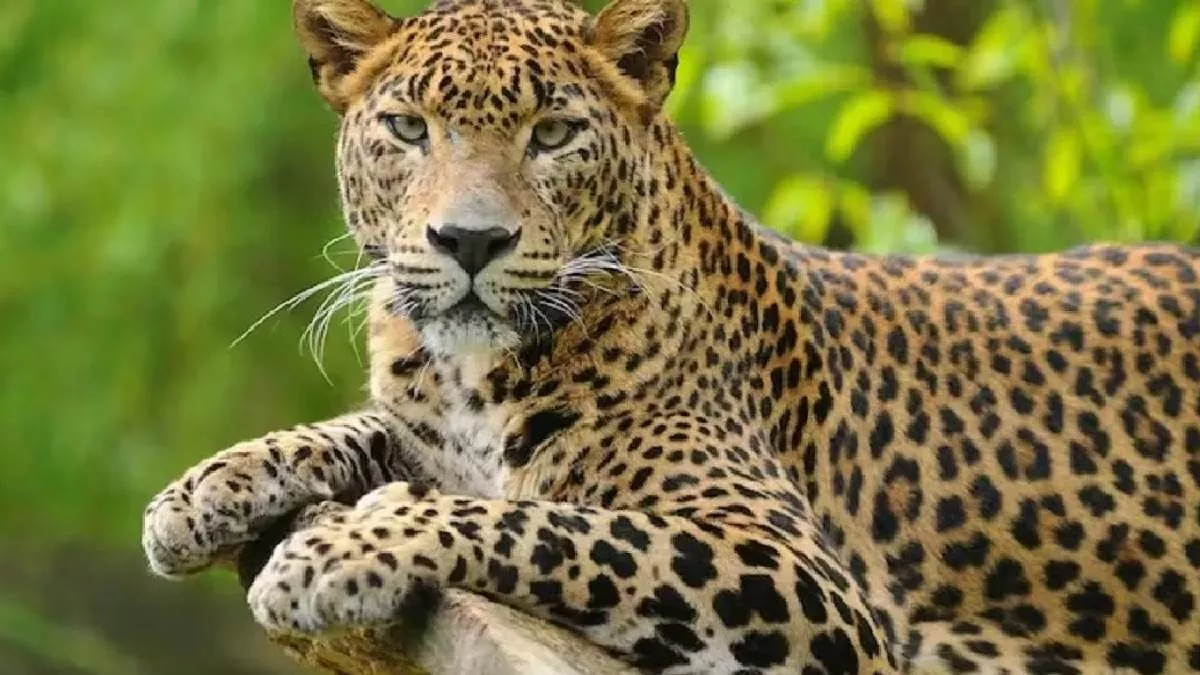 Bihar News: ग्रामीण इलाकों में तेंदुए का तांडव, वनकर्मी पर किया हमला; बकरी को बनाया था शिकार