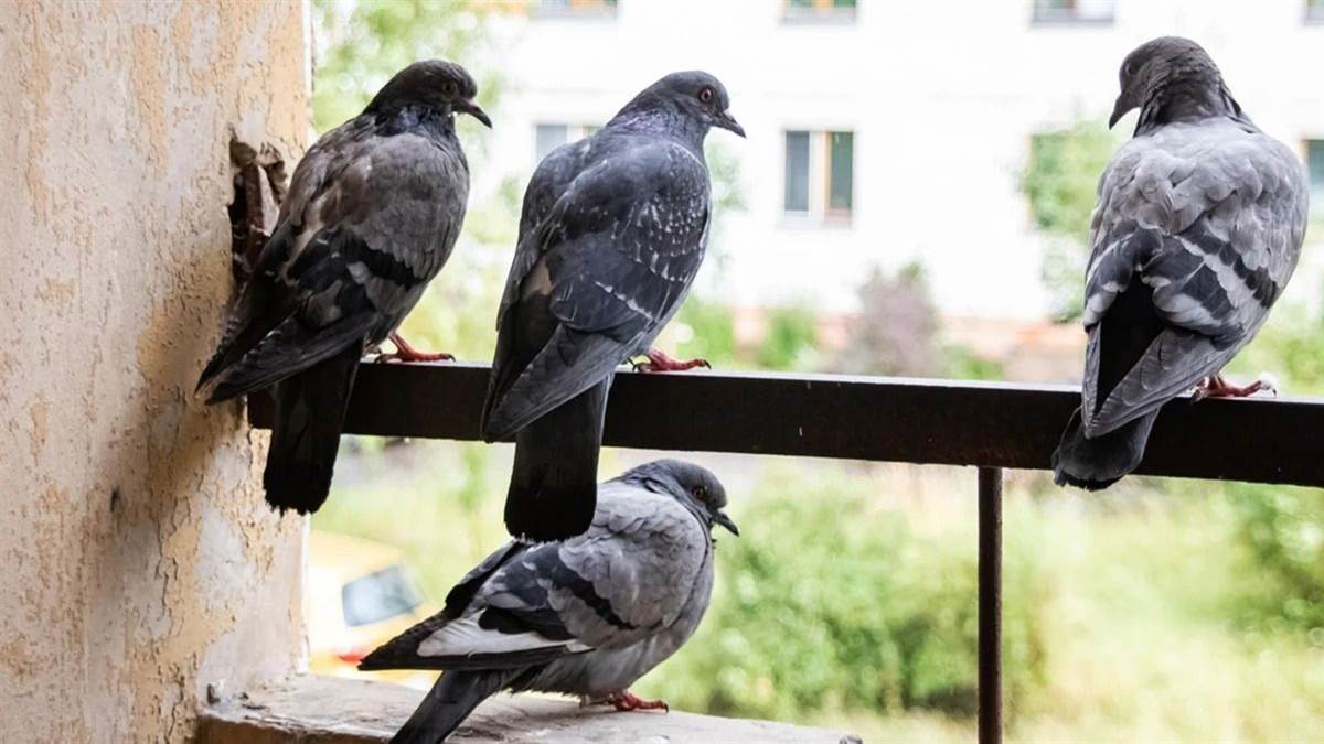 pigeon related lung infection risk in gorakhpur city