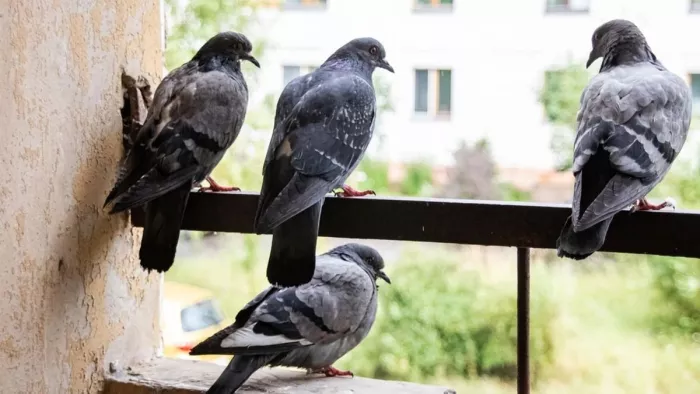 बालकनी की रेलिंग पर बैठा कबूतर। सौ. इटरनेट मीडिया