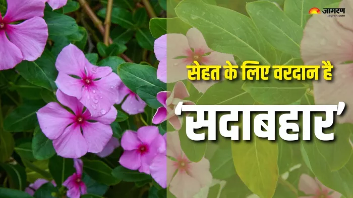 सेहत के लिए काफी फायदेमंद हैं सदाबहार के फूल (Picture Courtesy: Canva)