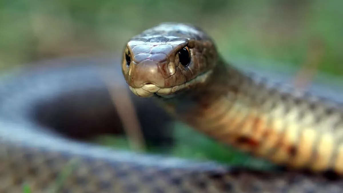 Snake Bite : भारत में 70 फीसद सांप जहरीले नहीं फिर काटने से क्यों होती है इंसान की मौत, पढ़ें ये खास रिपोर्ट