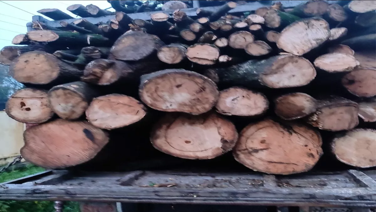 हिमाचल: फारेस्‍ट गार्ड को शराब पिलाई और वन विभाग के थाने से लकड़ी से भरे तीन ट्रक ले गए तस्‍कर