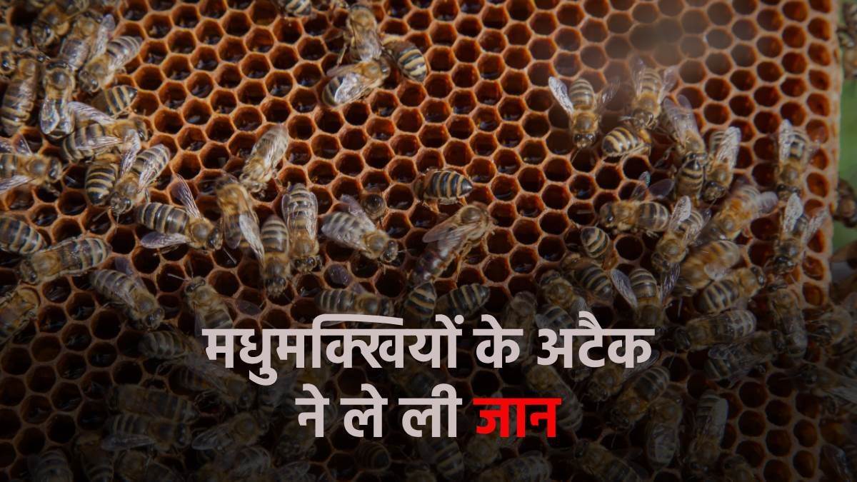 https://www.jagranimages.com/images/newimg/09082025/09_08_2025-bees_attack_death_24008600.jpg