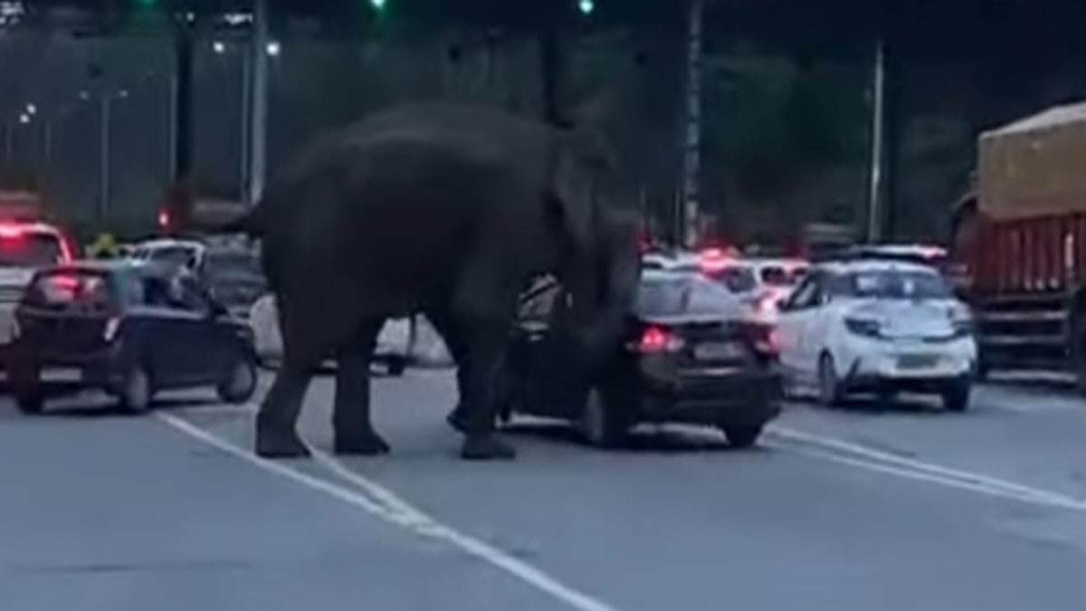 https://www.jagranimages.com/images/newimg/09082025/09_08_2025-elephant-2_24008515_202625349.jpg