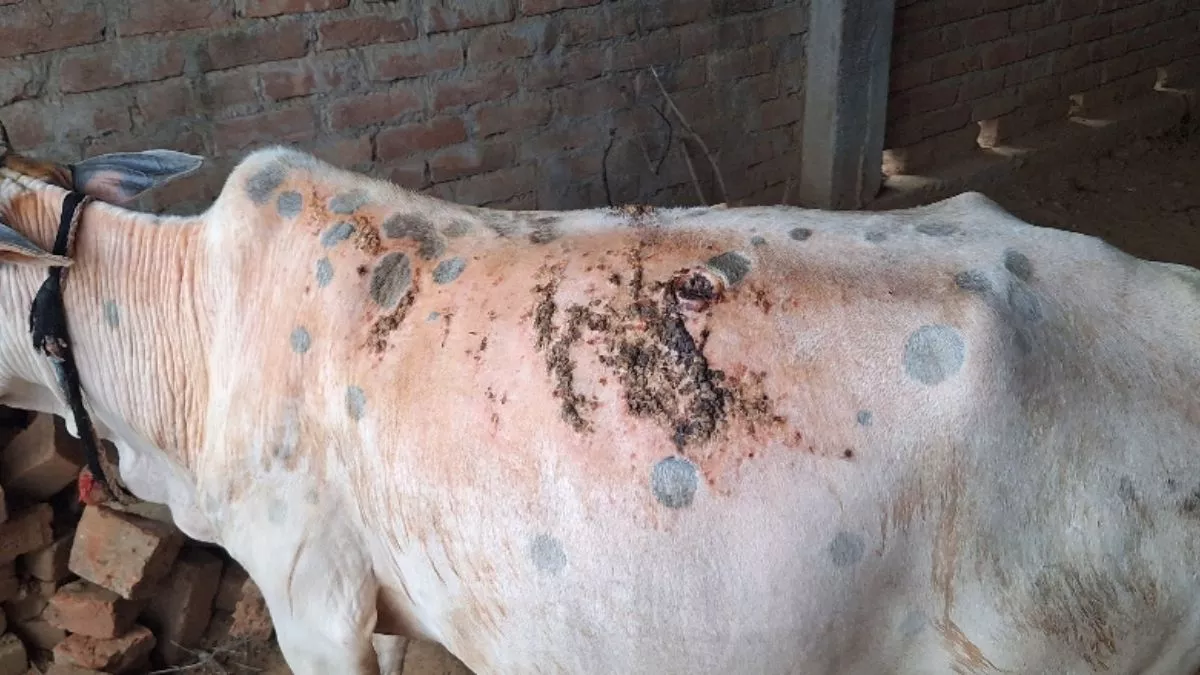 Jamui News: गिद्धौर में तेजी से फैल रहा जानलेवा लंपी वायरस, डॉक्टरों की लापरवाही से परेशान हो रहे लोग
