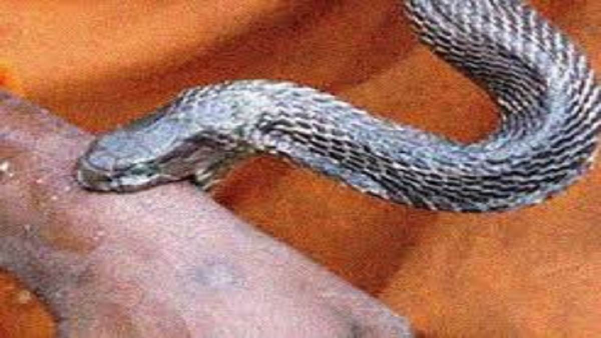 https://www.jagranimages.com/images/newimg/09082025/09_08_2025-pratapgarh_snakebite_24008499.jpg