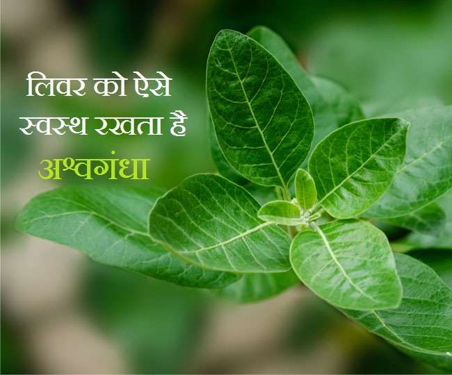 Ashwagandha For Liver लिवर की कई समस्याओं के लिए कारगर है ये