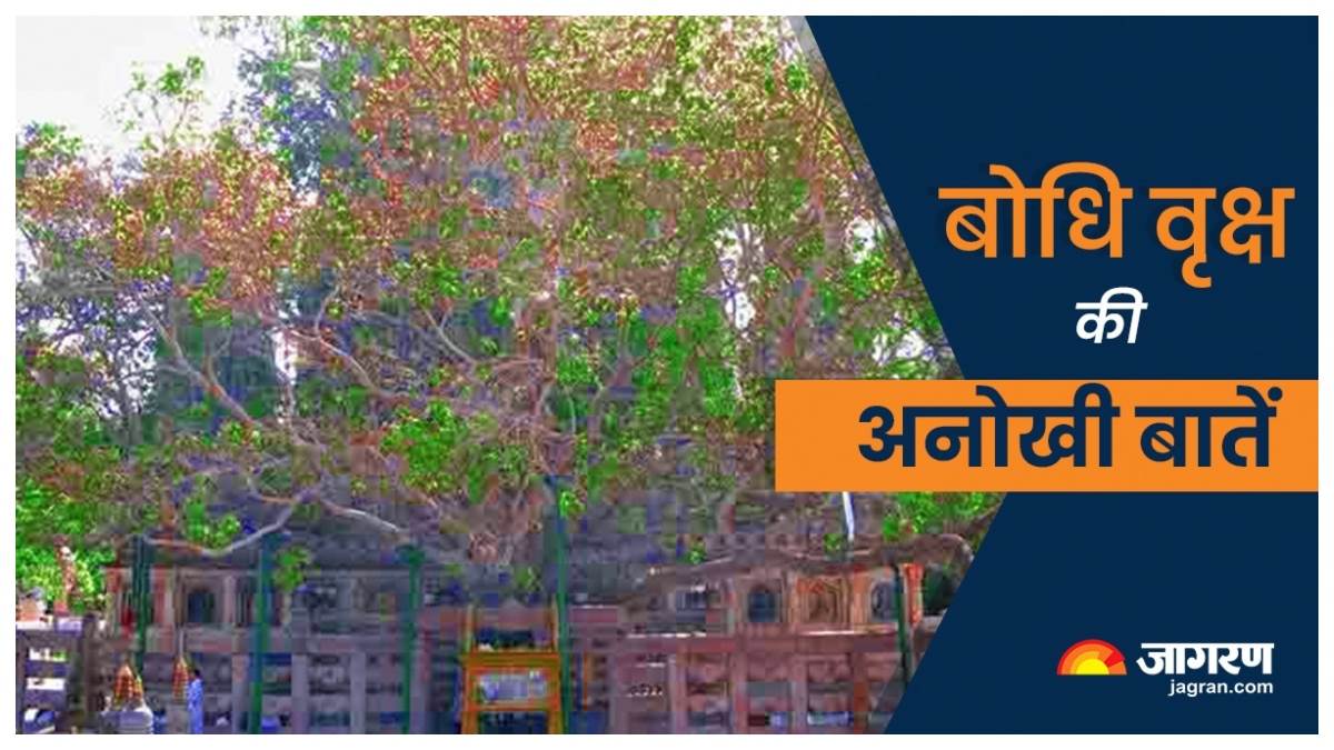 https://www.jagranimages.com/images/newimg/09092023/09_09_2023-bodhi_tree_of_bodh_gaya_23525936.jpg