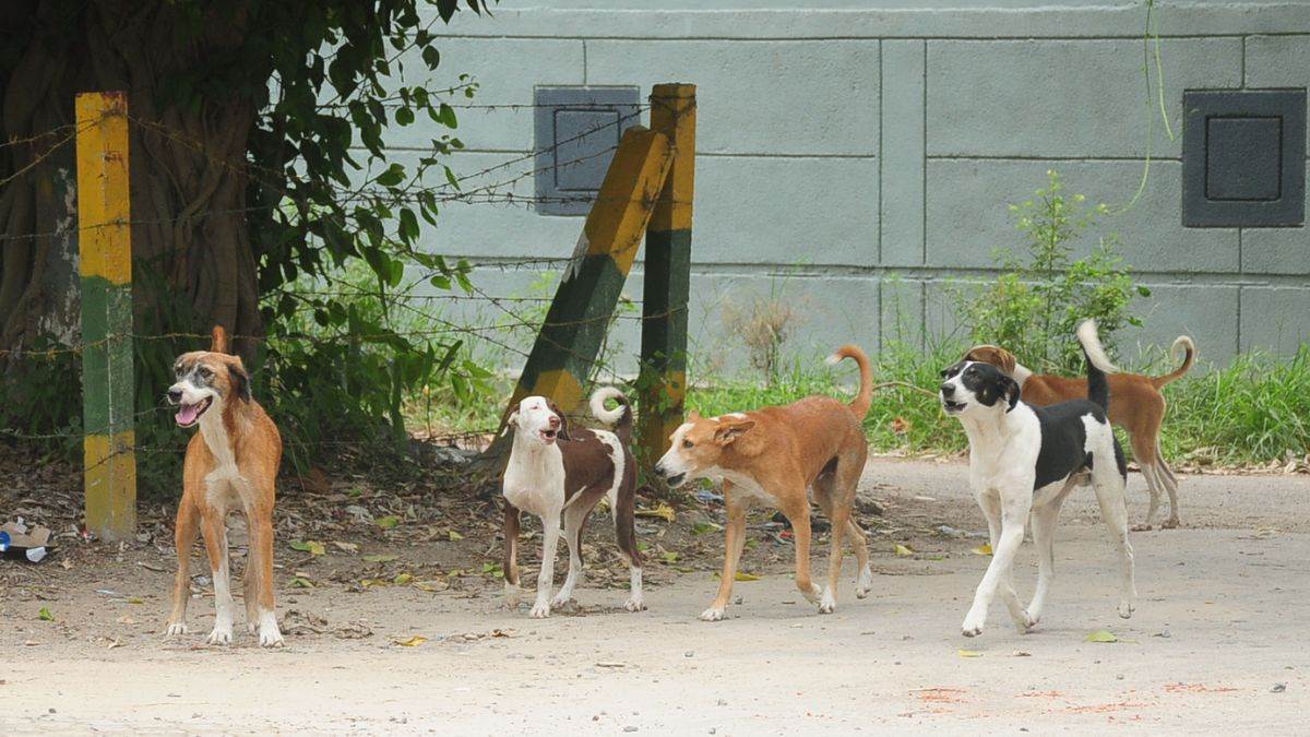 ncr ghaziabad stray dog dog attack bitten 329 people including 32 children in single day