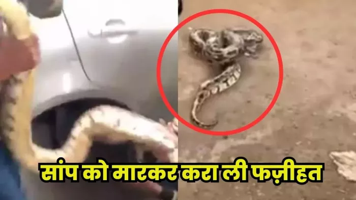 Snake Murder Case : चूहा-कुत्ता और बंदर की हत्या के बाद अब सांप का मर्डर (Symbolic Picture)