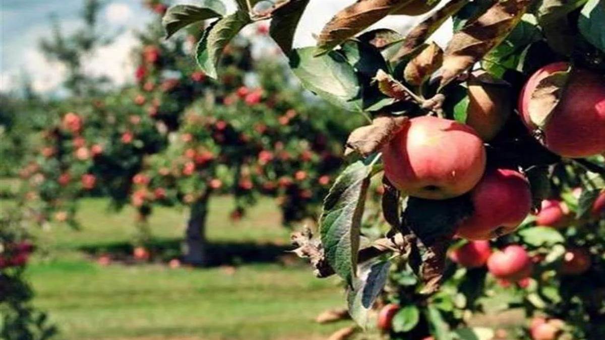 https://www.jagranimages.com/images/newimg/09092025/09_09_2025-apple_24041027.jpg