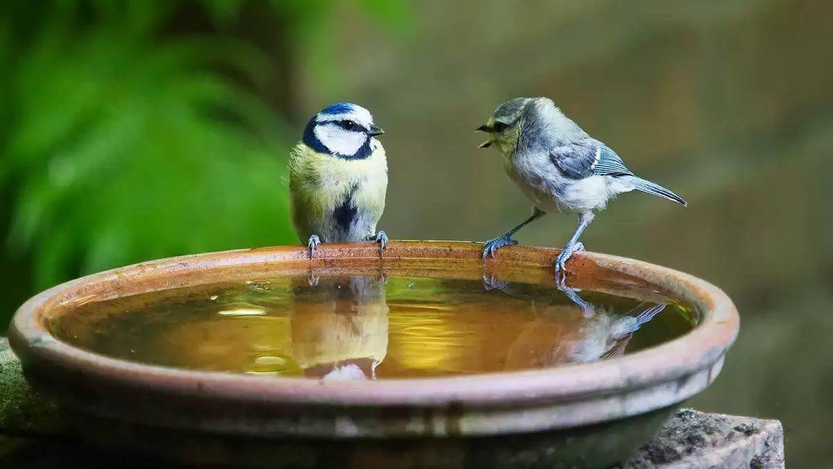 https://www.jagranimages.com/images/newimg/09092025/09_09_2025-birds_24041514_21482465.jpg