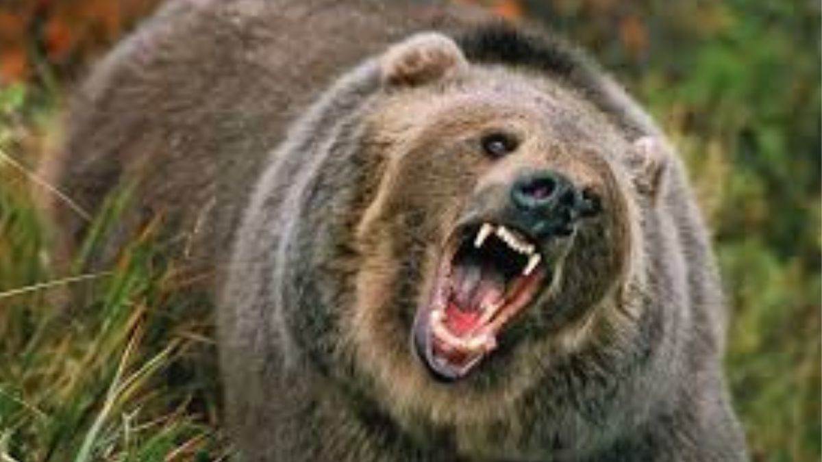 https://www.jagranimages.com/images/newimg/09092025/09_09_2025-chamba_bear_attack_24040871.jpg