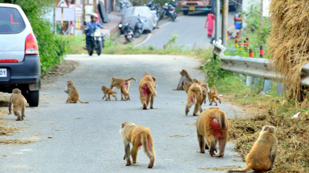 https://www.jagranimages.com/images/newimg/09092025/09_09_2025-monkey_bile_24041089.jpg