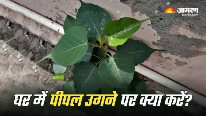 Pitru Paksha 2025 rituals (Picture Credit: Freepik)