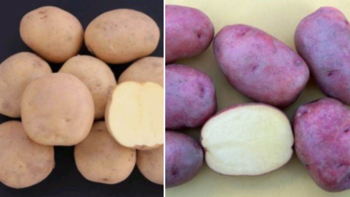 https://www.jagranimages.com/images/newimg/09092025/09_09_2025-potato_new_variety_24040753.jpg
