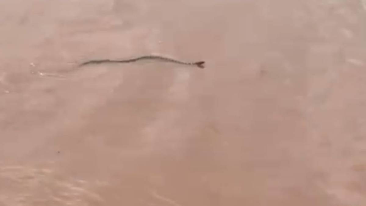 https://www.jagranimages.com/images/newimg/09092025/09_09_2025-snake_3_24041251.jpg