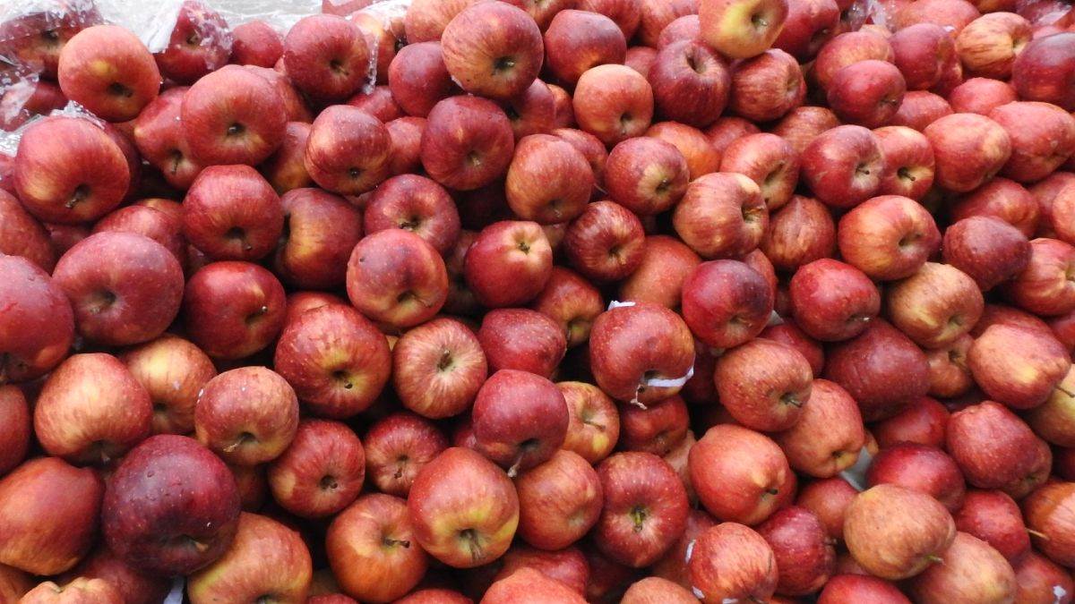 fruits rates decreased after navratri in gorakhpur