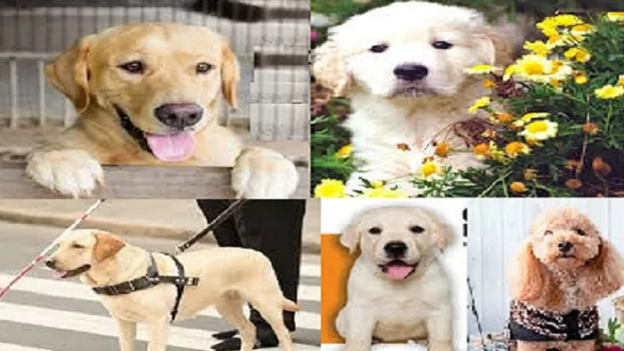 Noida Dog Park: कुत्तों के लिए नोएडा में बन रहा देश का सबसे अनोखा ‘डॉग पार्क’, मिलेंगी ये खास सुविधाएं