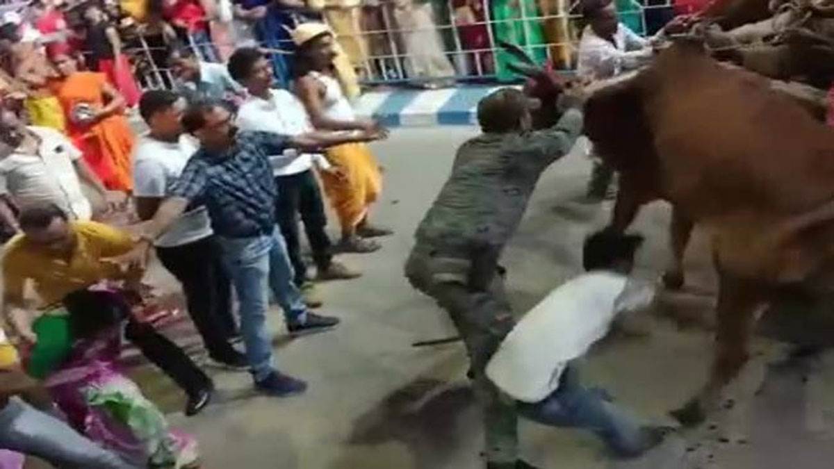 https://www.jagranimages.com/images/newimg/09102022/09_10_2022-raiganj-carnival-ox-furore_23128444.jpg