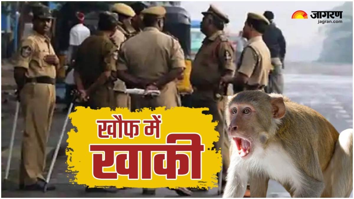 bihar policemen troubled by monkey terror tear their clothes soldiers guard with slingshot