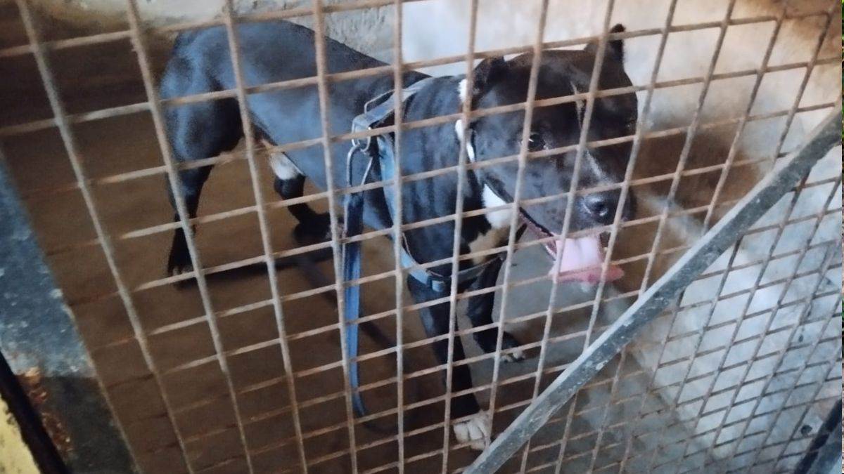 nagar nigam meerut team caught pitbull dog who attacks on boy