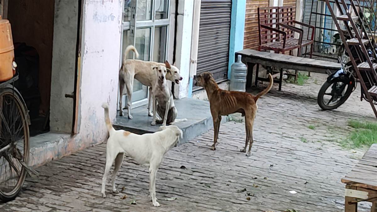 bulandshahar news dog and monkey attacks cause panic thousands affected