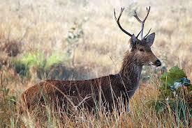 new ecosensitive zones to be created in bijnor and muzaffarnagar for the conservation of barasingha