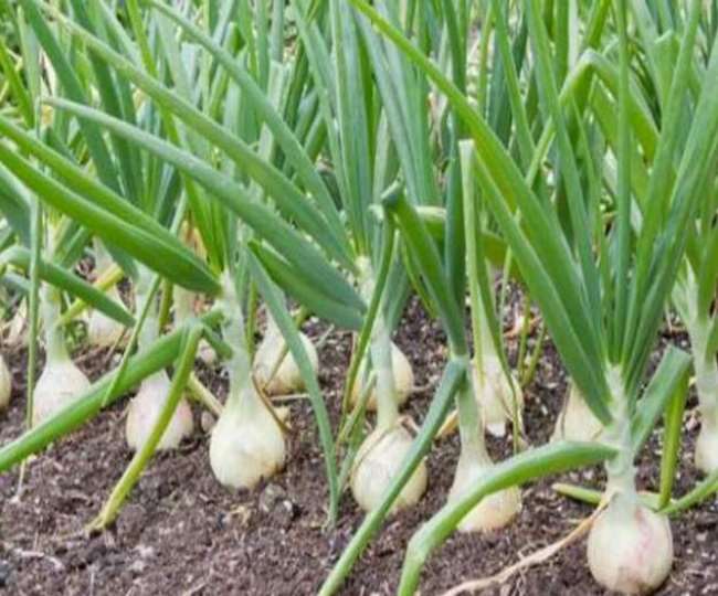 Agricultural Ideas: लहसुन कि खेती करने का जाने यहाँ आसान तरीका लाखो रूपए में होगी कमाई