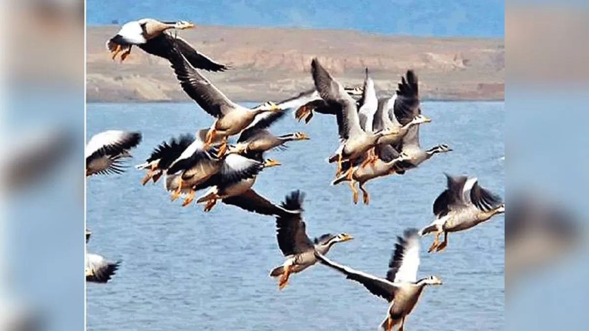 Bkhira बखिरा झील में पहुंच रहे विदेशी पक्षियों के शिकार को सक्रिय हुए शिकारी ...