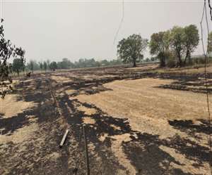 ज्यादा पराली जलने से दिल्ली में प्रदूषण की स्थिति विकट हो सकती है।
