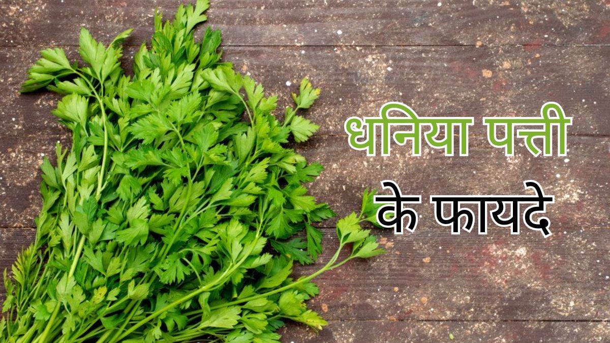 five amazing benefits of coriander leaves you never know