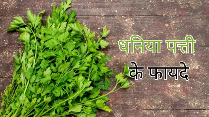 धनिया पत्ती के फायदे जान आप भी रह जाएंगे हैरान