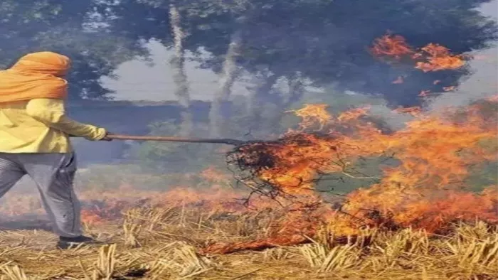 हरियाणा में कम नहीं हो रहीं पराली जलाने की घटनाएं