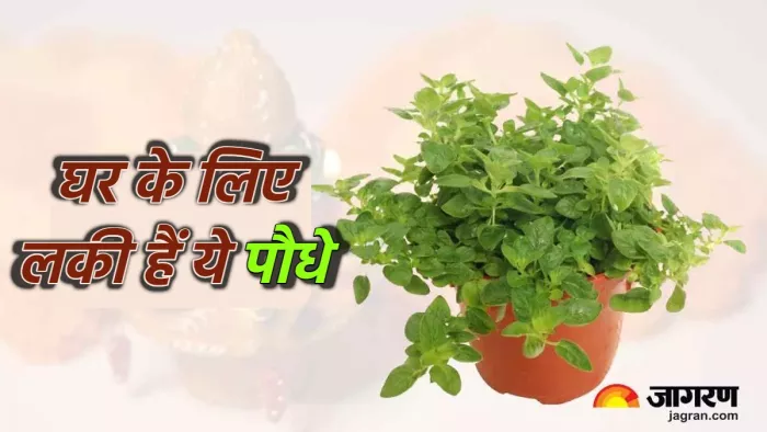 Vastu Tips For Plants घर में सौभाग्य लाते हैं ये पौधे।