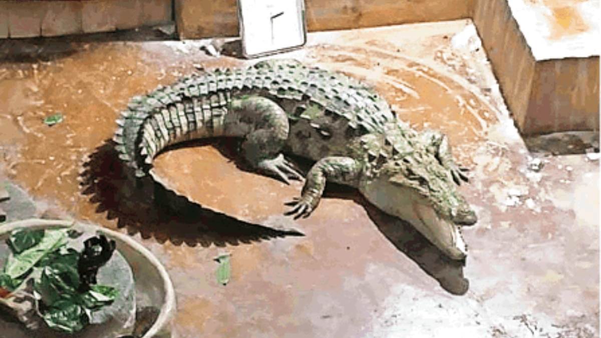 https://www.jagranimages.com/images/newimg/09112024/09_11_2024-crocodile_23828285.jpg