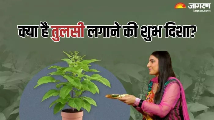 Tulsi Vivah 2024: कहां लगाएं तुलसी का पौधा?