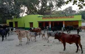 विद्यालय परिसर में पहुंचे बेसहारा पशु, छात्रों की हुई छुट्टी
