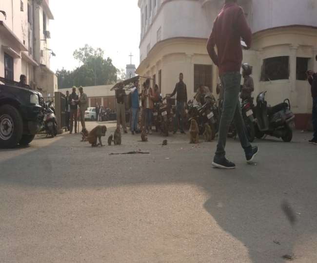 कलक्‍ट्रेट में हो गई प्‍याज की लूट, पहले दाम ने रुलाया अब टूटा बंदरों